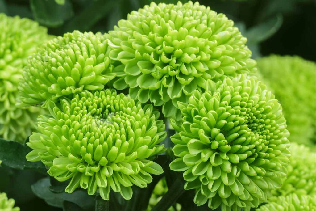 Florist Willoughby: Fresh Flowers for a Leafy North Shore