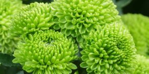 Florist Willoughby: Fresh Flowers for a Leafy North Shore