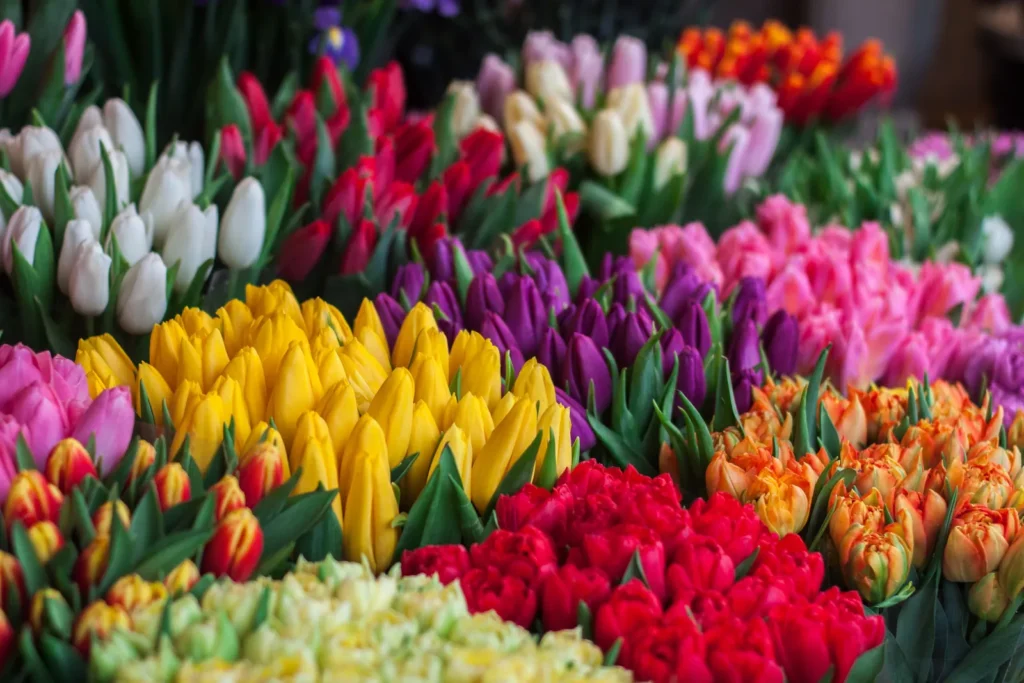 Florist Crows Nest: Fresh Flowers for a Vibrant North
